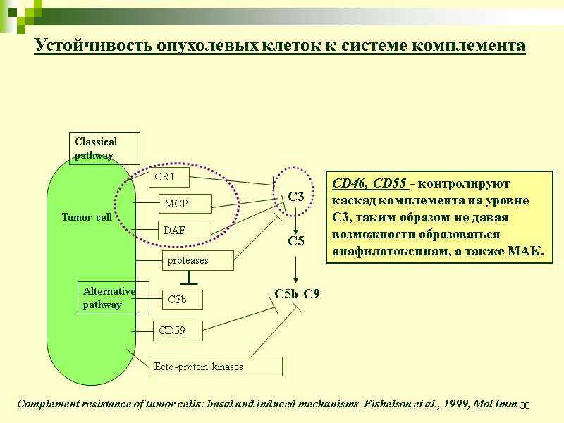 38 Устойчивость опухолевых клеток к системе комплемента Complement resistance of tumor cells: basal and